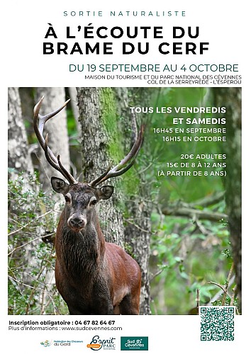 Sortie naturaliste : à l’écoute du brame du cerf