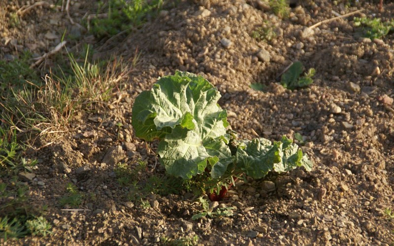 RhubarbeRedim