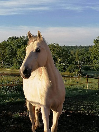 Haras de Peyras Poney Club