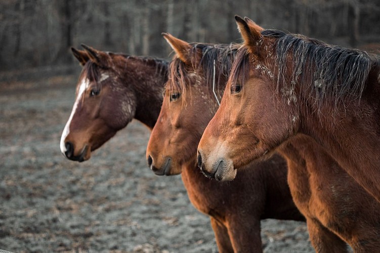 Haras de Peyras Poney Club