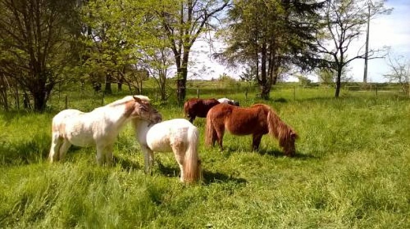 Haras de Peyras Poney Club