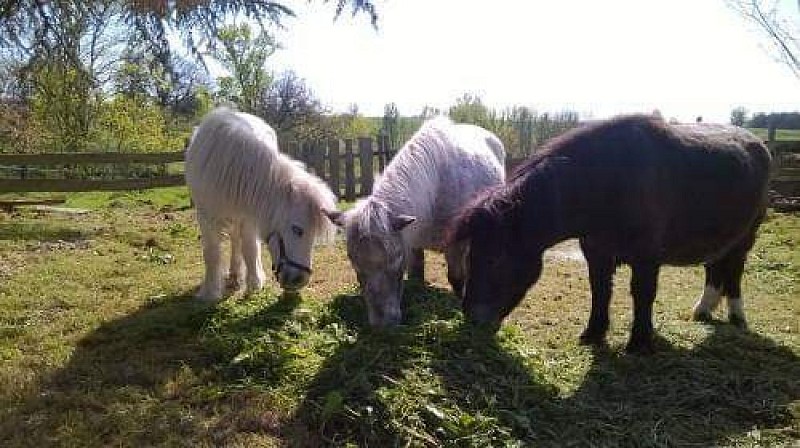 Haras de Peyras Poney Club