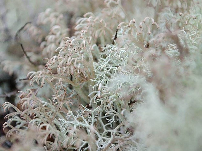 Sortie nature - Lichens, un monde fantastique !