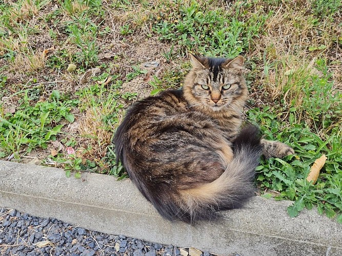 Le chat de la maison