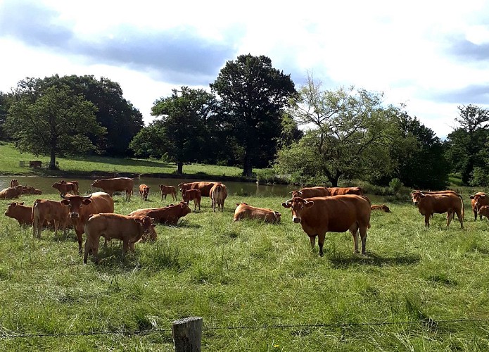 ferme boudet champs 1