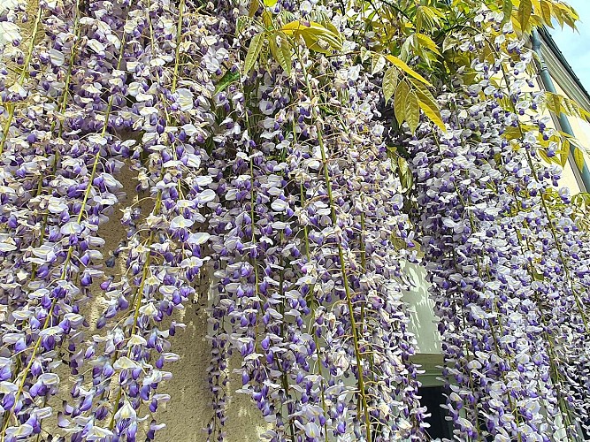 chambre-des-chateaux-glycine-2