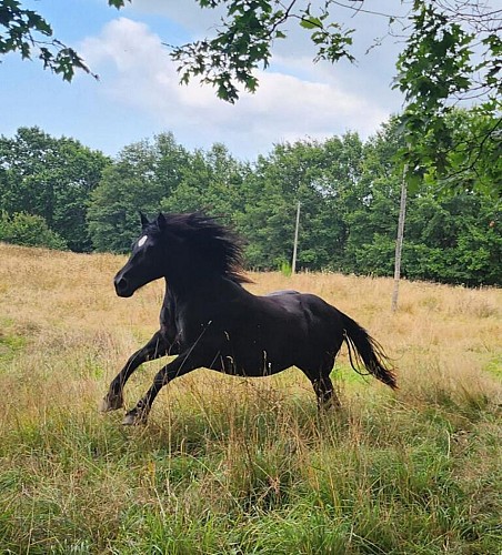 LE CHEVAL NOIR