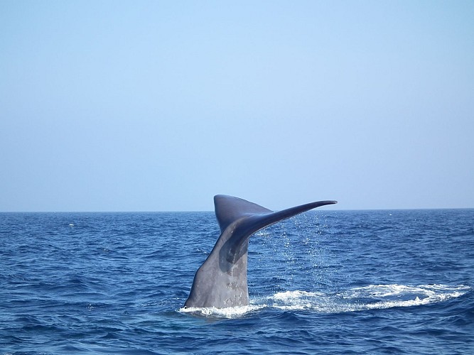 Horizon large : Découverte des dauphins et des baleines au large