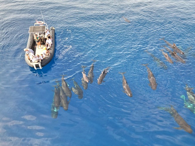 Horizon large : Découverte des dauphins et des baleines au large