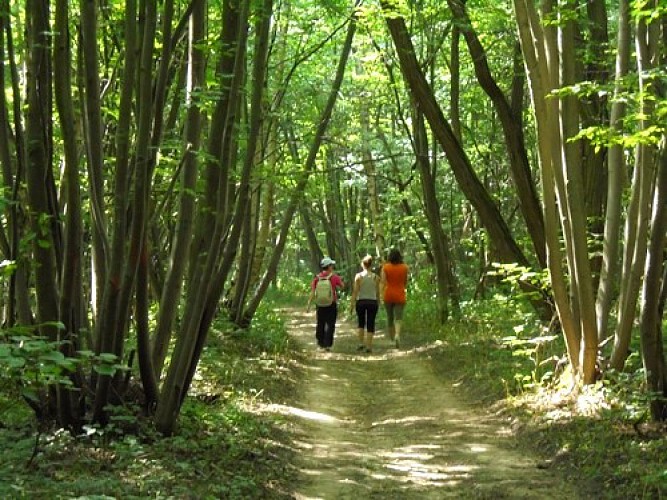 La forêt de Monceaux