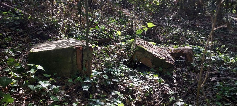 Histoire Dune Forêt