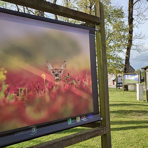 "Chevreil" - J. Marlier