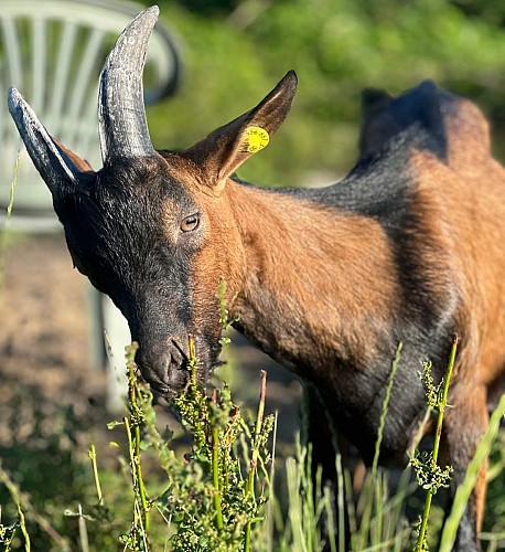 Coslédaà-Lube-Boast Histoire de chèvres @ Morgane (1)