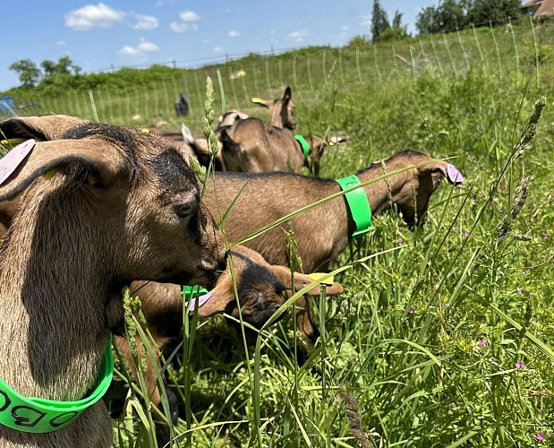 Coslédaà-Lube-Boast Histoire de chèvres @ Morgane (2)