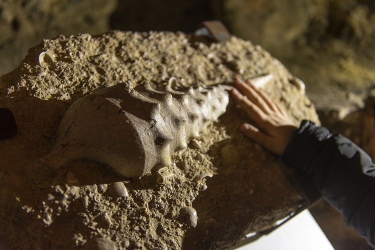 LAON_VG souterrains fossile