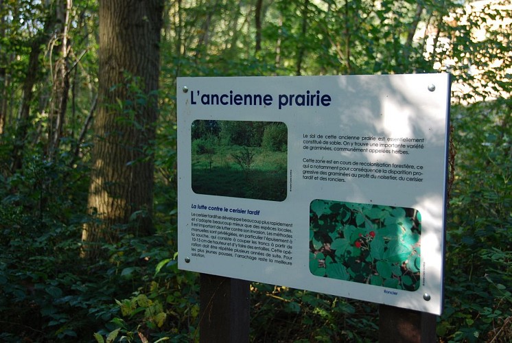 Le bois de l’Escavée dans le quartier de La Croix
