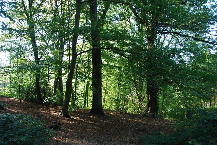 Le bois de l’Escavée dans le quartier de La Croix