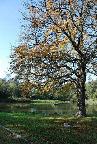 Les étangs du Buston