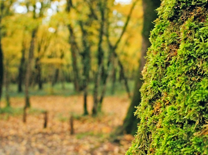 Forêt de Benon