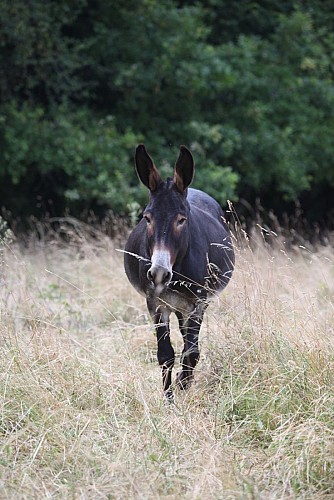 La ferme des fillaos