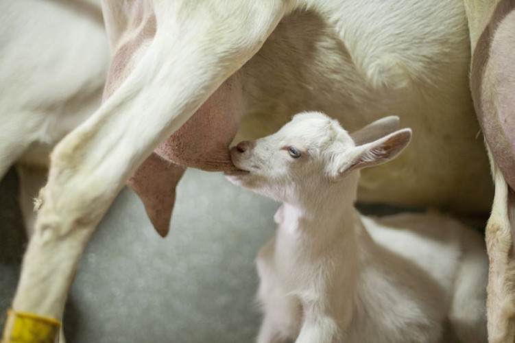 La ferme des fillaos