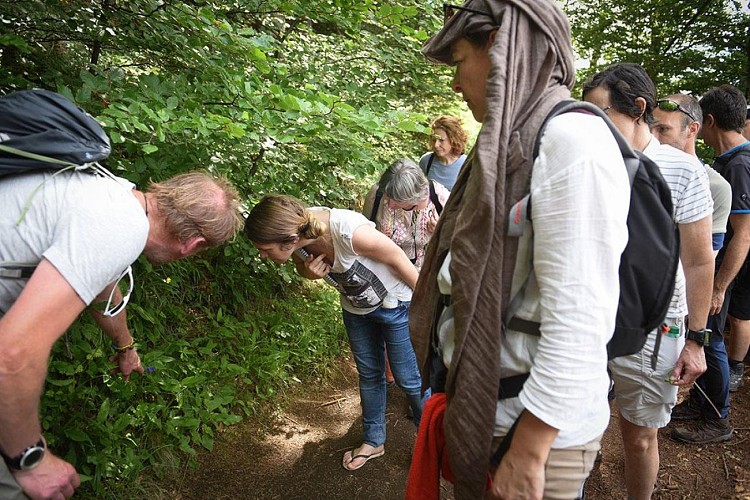 La montagne de la Serre, plantes sauvages et leurs usages