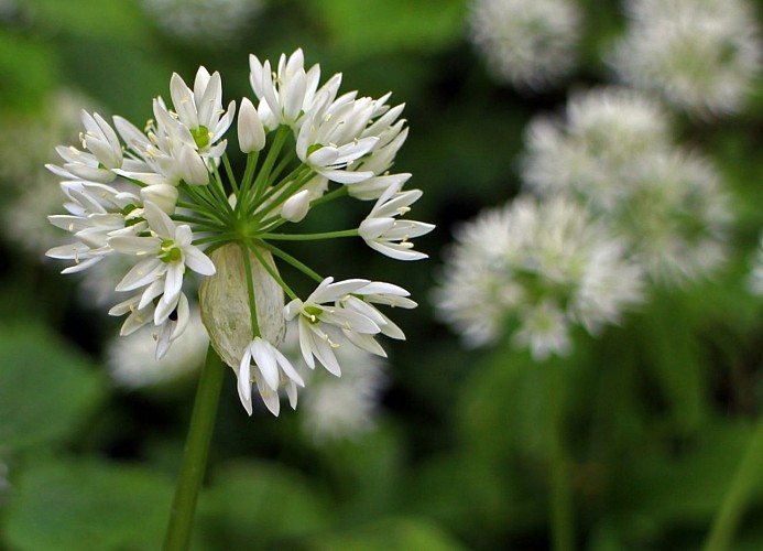 La montagne de la Serre, plantes sauvages et leurs usages