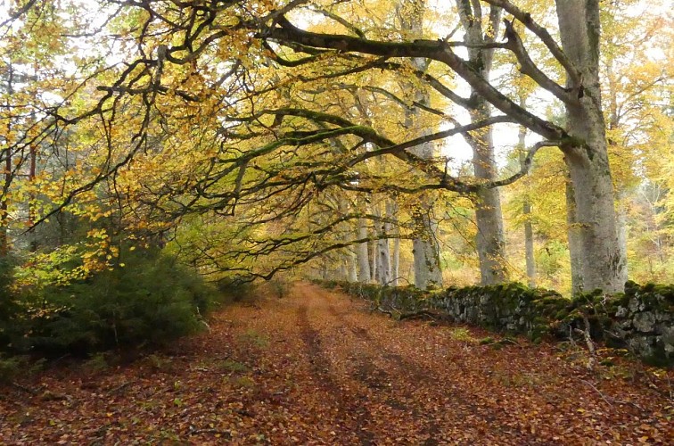 Expérience de nature au cœur de la forêt d'Allagnat