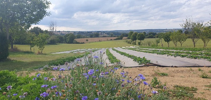 Cueillette de la Mansardière