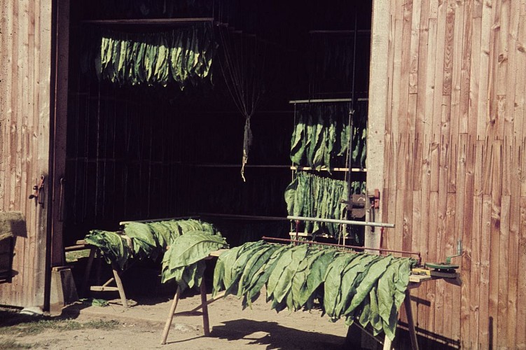 Les séchoirs à tabac