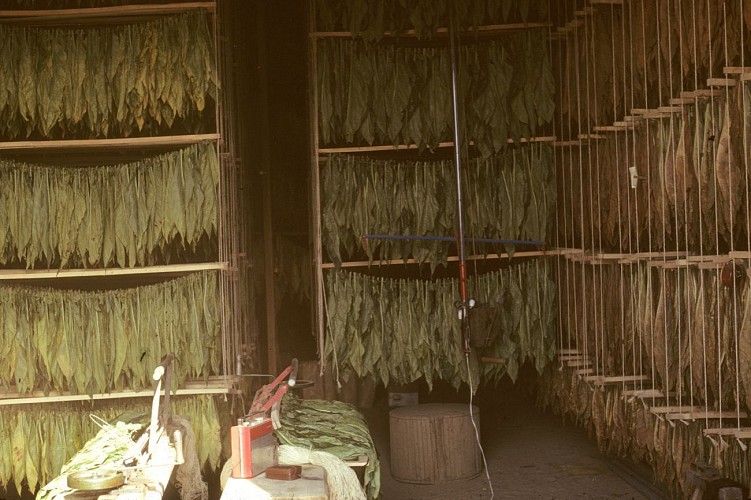 Les séchoirs à tabac