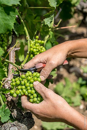 Dégustations au Château Princé - Le raisin dans tous ses états