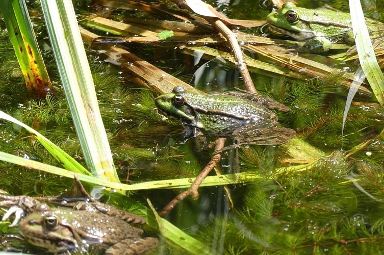 Jardin Pierre Emmanuel