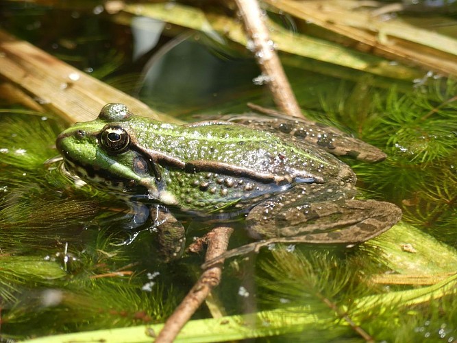 Jardin Pierre Emmanuel