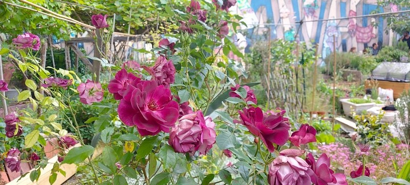 Jardins partagés de la Cité Aubry