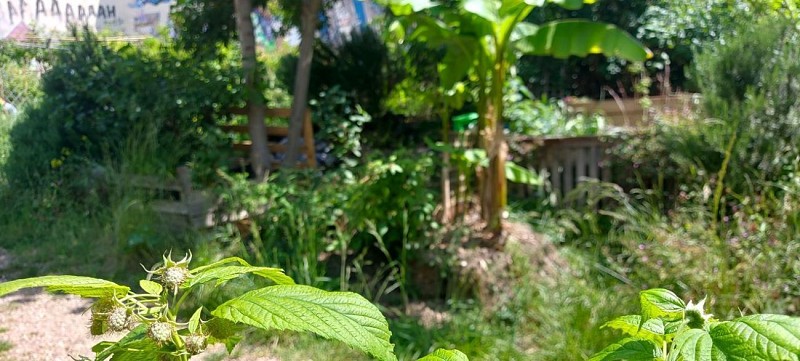 Jardins partagés de la Cité Aubry