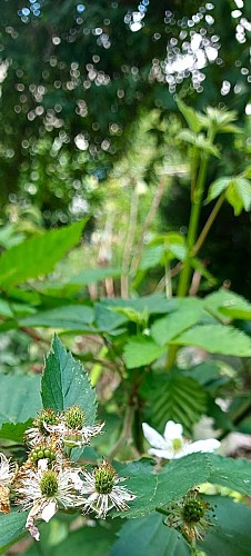 Jardins partagés de la Cité Aubry