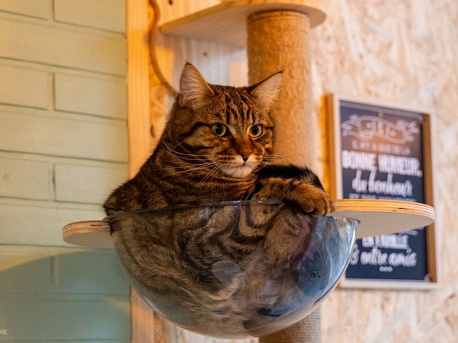 Gaston du Salon des P'tea chats