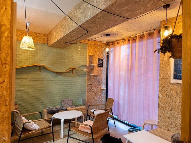 Salon des P'tea chats