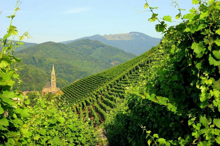 LE VIGNOBLE DU RANGEN