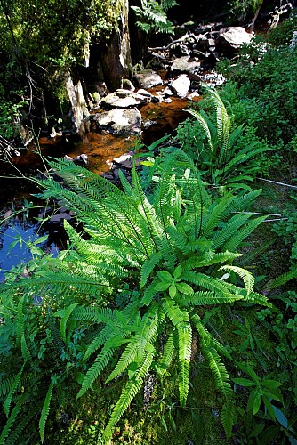 Sentier flore et milieux naturels