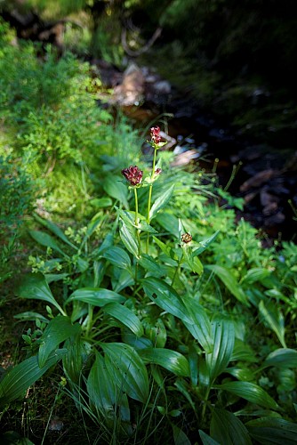 Sentier flore et milieux naturels