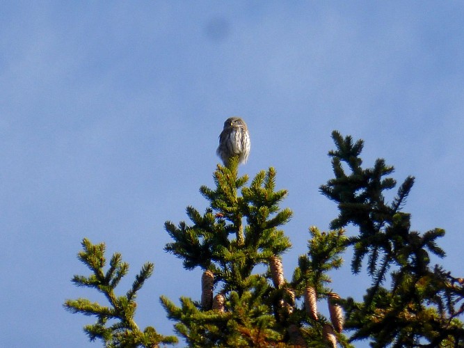 Guided tour of the Arpeliéres trail - peat bog animals