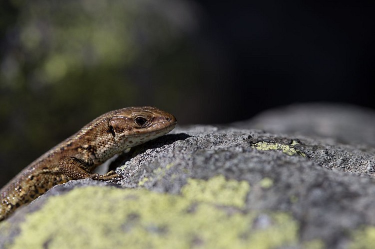 Visite guidée du sentier des Arpelières - les animaux des tourbières