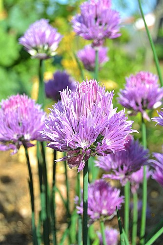 Ecolodge La Vertonne