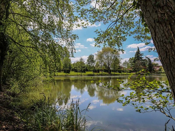Forest View - Dorceau