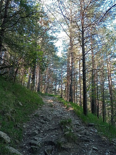 Sentier en forêt