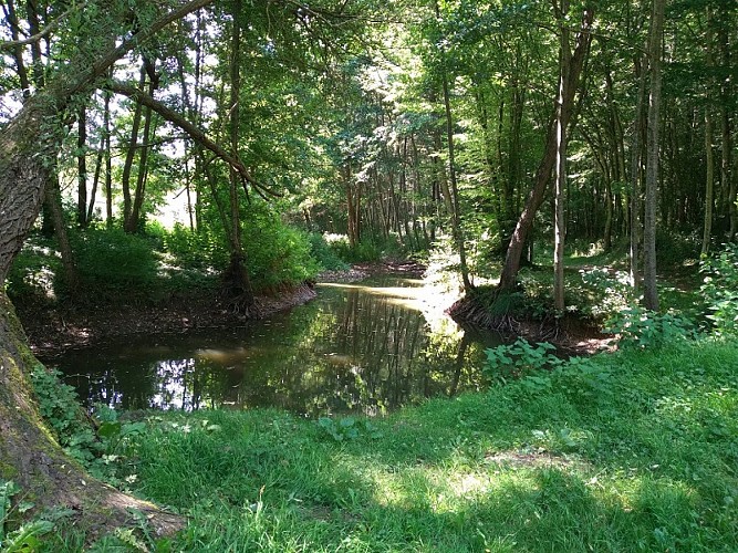 Follow the educational nature trail through the Pré Bourbeaux Forest