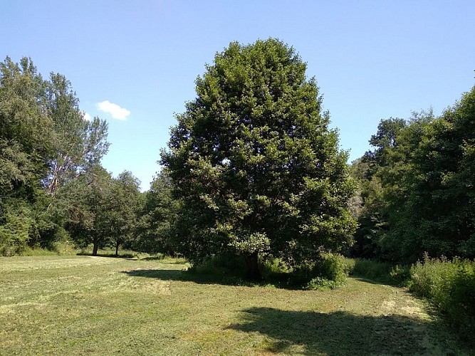 Pré bourbeux de Conches