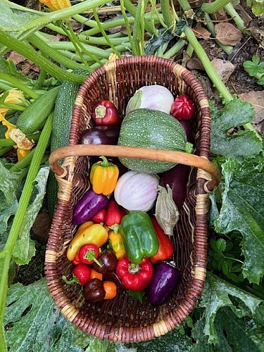 Panier poivrons et courgettes